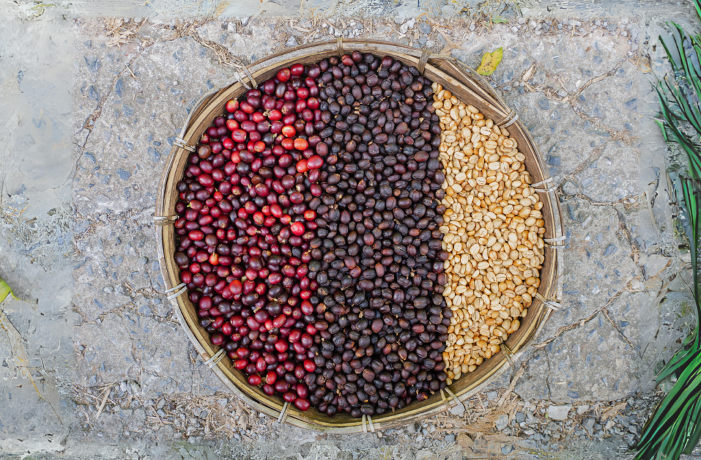 coffee cherries, fermented coffee cherries, and unroasted coffee beans