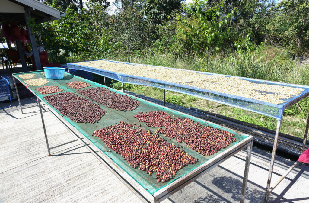 Natural coffee processing